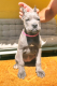 Ogłoszenie - Cane Corso piękne szczenięta. Miniaturka 4