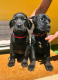 Ogłoszenie - Cane Corso piękne szczenięta. Miniaturka 6