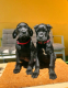 Ogłoszenie - Cane Corso piękne szczenięta. Miniaturka 7