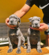 Ogłoszenie - Cane Corso piękne szczenięta. Miniaturka 8