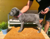 Ogłoszenie - Cane Corso piękne szczenięta. Miniaturka 10