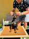 Ogłoszenie - Doberman szczenięta. Miniaturka 1