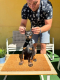 Ogłoszenie - Doberman szczenięta. Miniaturka 5