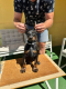 Ogłoszenie - Doberman szczenięta. Miniaturka 2