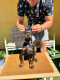 Ogłoszenie - Doberman szczenięta. Miniaturka 3