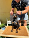 Ogłoszenie - Doberman szczenięta. Miniaturka 8
