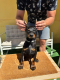 Ogłoszenie - Doberman szczenięta. Miniaturka 7