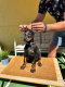 Ogłoszenie - Doberman szczenięta. Miniaturka 9