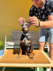 Ogłoszenie - Doberman szczenięta. Miniaturka 6