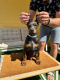 Ogłoszenie - Doberman szczenięta. Miniaturka 10