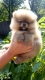 Ogłoszenie - Szczenięta miniaturowe pomeranian. Miniaturka 2