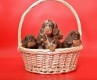 Ogłoszenie - Jamnik – piękne szczenięta. Miniaturka 3