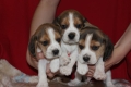 Ogłoszenie - Beagle szczeniaczki ZKwP FCI po Championach. Miniaturka 3