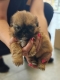 Ogłoszenie - Shihtzu. Miniaturka 1
