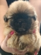 Ogłoszenie - Shihtzu. Miniaturka 2