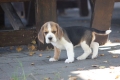 Ogłoszenie - Beagle księżniczka po Championie  ZKwP (FCI). Miniaturka 5