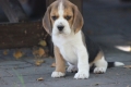 Ogłoszenie - Beagle księżniczka po Championie  ZKwP (FCI). Miniaturka 4