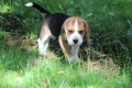 Ogłoszenie - Beagle księżniczka po Championie  ZKwP (FCI). Miniaturka 7