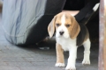 Ogłoszenie - Beagle księżniczka po Championie  ZKwP (FCI). Miniaturka 2