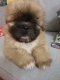 Ogłoszenie - Shihtzu. Miniaturka 1