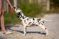 Ogłoszenie - Dalmatyńczyk szczenięta na sprzedaż. Miniaturka 5