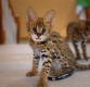 Ogłoszenie - African Serval Kittens WhatsApp: +27842597191. Miniaturka 1