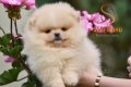 Ogłoszenie - Pomeranian Boo Szczenięta. Miniaturka 1