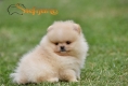 Ogłoszenie - Pomeranian Boo Szczenięta. Miniaturka 3