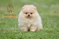 Ogłoszenie - Pomeranian Boo Szczenięta. Miniaturka 7