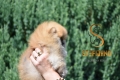 Ogłoszenie - Pomeranian Boo Szczenięta. Miniaturka 8
