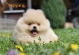 Ogłoszenie - Pomeranian Boo Szczenięta. Miniaturka 4