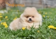 Ogłoszenie - Pomeranian Boo Szczenięta. Miniaturka 6