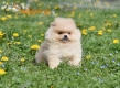Ogłoszenie - Pomeranian Boo Szczenięta. Miniaturka 5