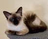 Ogłoszenie - Balinese Kittens WhatsApp: +27842597191. Miniaturka 1