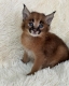 Ogłoszenie - Caracal Kittens WhatsApp: +27842597191. Miniaturka 1