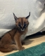 Ogłoszenie - Caracal Kittens WhatsApp: +27842597191. Miniaturka 2
