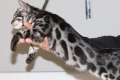 Ogłoszenie - Snow/Silver/Charcoal/Brown Bengal Kittens WhatsApp: +27842597191. Miniaturka 3