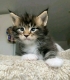 Ogłoszenie - Maine Coon Kittens WhatsApp: +27842597191. Miniaturka 2
