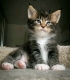 Ogłoszenie - Maine Coon Kittens WhatsApp: +27842597191. Miniaturka 1