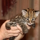 Ogłoszenie - Ocelot Kittens WhatsApp: +27842597191. Miniaturka 1