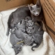Ogłoszenie - Russian Blue Kittens WhatsApp: +27842597191. Miniaturka 2