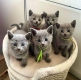 Ogłoszenie - Russian Blue Kittens WhatsApp: +27842597191. Miniaturka 1