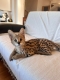 Ogłoszenie - African Serval Kittens WhatsApp: +27842597191. Miniaturka 2