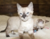 Ogłoszenie - Snow/Silver/Charcoal/Brown Bengal Kittens WhatsApp: +27842597191. Miniaturka 1