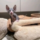 Ogłoszenie - Sphynx Kittens WhatsApp: +27842597191. Miniaturka 2