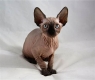 Ogłoszenie - Sphynx Kittens WhatsApp: +27842597191. Miniaturka 1