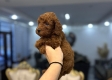 Ogłoszenie - Pudle Szczenięta Toy i Mini. Miniaturka 6