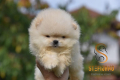 Ogłoszenie - Pomeranian BOO misie, Szczeniaki Pomeranian Spitz. Miniaturka 1