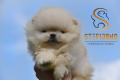 Ogłoszenie - Pomeranian BOO misie, Szczeniaki Pomeranian Spitz. Miniaturka 3