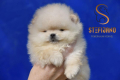Ogłoszenie - Pomeranian BOO misie, Szczeniaki Pomeranian Spitz. Miniaturka 4